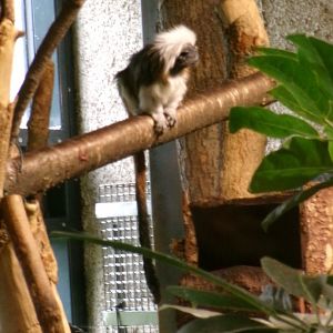 Cotton-top tamarin