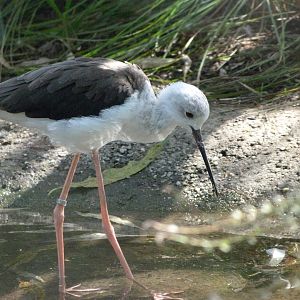 Black-winged stilt -Zoo Praha (2025)