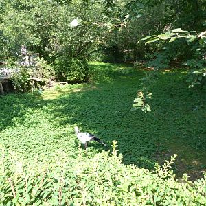 European white stork, Secretary, Wattled crane, Blue crane and waterfowl exhibit -Zoo Praha (2025)