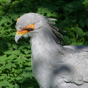 Secretary -Zoo Praha (2025)