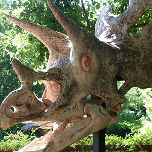 Triceratops fossil model -Zoo Praha (2025)