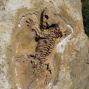 Fossil display -Zoo Praha (2025)