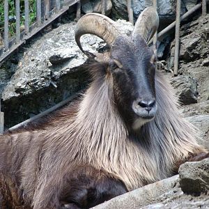 Himalayan tahr -Zoo Praha (2025)