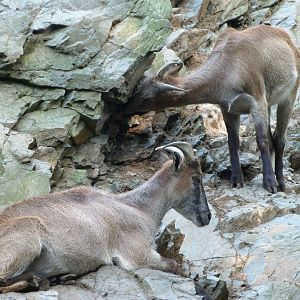 Himalayan tahrs -Zoo Praha (2025)