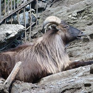 Himalayan tahr -Zoo Praha (2025)