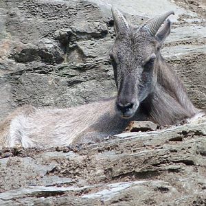 Himalayan tahr -Zoo Praha (2025)