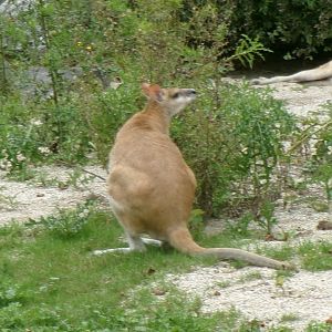 Agile wallaby