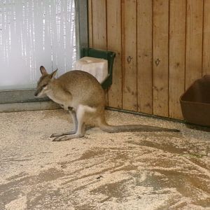Agile wallaby