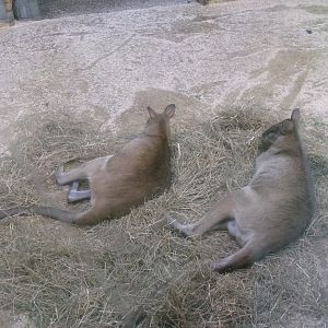 Agile wallabies