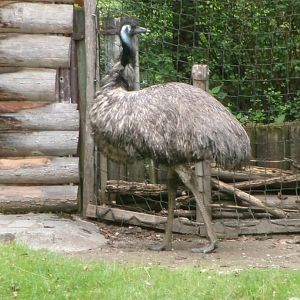 Emu