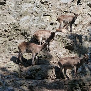 Himalayan tahrs -Zoo Praha (2025)