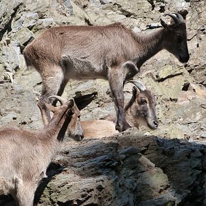 Himalayan tahrs -Zoo Praha (2025)