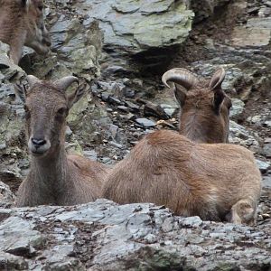 Himalayan tahrs -Zoo Praha (2025)