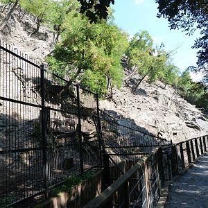 West Caucasian tur exhibit -Zoo Praha (2025)