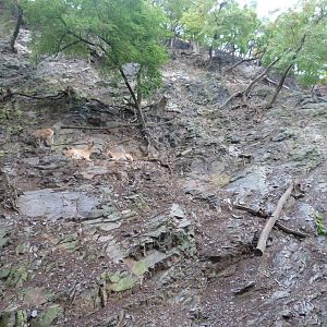 West Caucasian tur exhibit -Zoo Praha (2025)