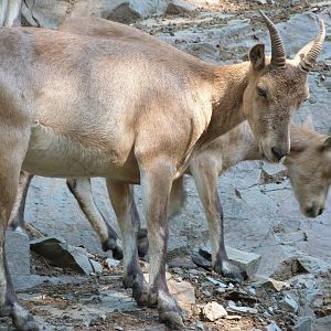 West Caucasian turs -Zoo Praha (2025)