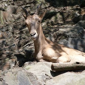 West Caucasian tur -Zoo Praha (2025)