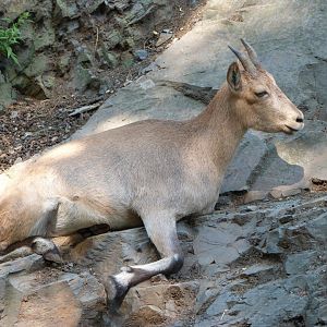 West Caucasian tur -Zoo Praha (2025)