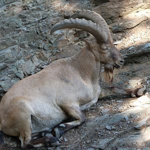 West Caucasian tur -Zoo Praha (2025)