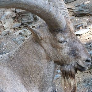 West Caucasian tur -Zoo Praha (2025)