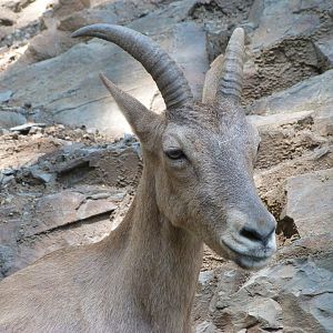 West Caucasian tur -Zoo Praha (2025)