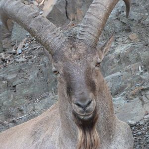 West Caucasian tur -Zoo Praha (2025)