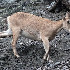 West Caucasian tur -Zoo Praha (2025)