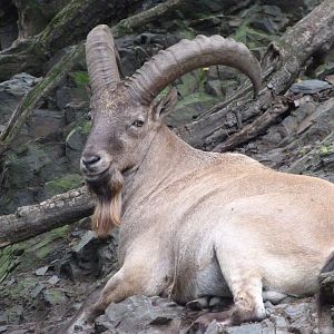 West Caucasian tur -Zoo Praha (2025)