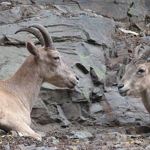 West Caucasian turs -Zoo Praha (2025)