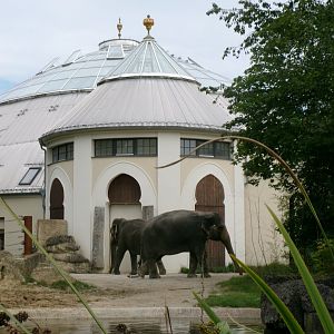 Elephant house