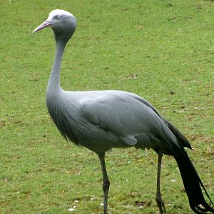 Blue crane