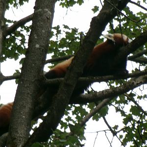 Red panda
