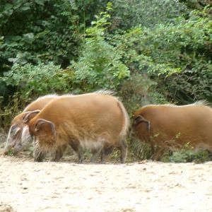 Red river hogs