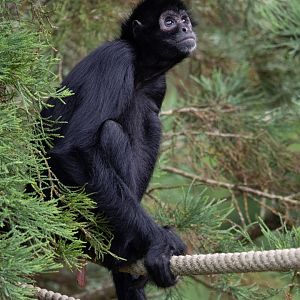 Brown-headed Spider Monkey (Ateles fusciceps)