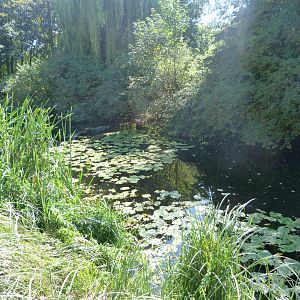 Pond facing the cliff -Zoo Praha (2025)