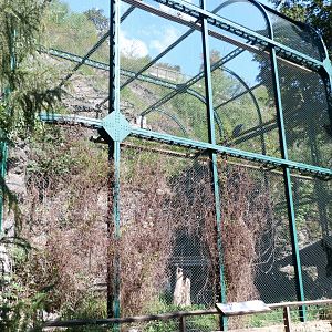 Lammergeier and Eastern Egyptian vulture exhibit -Zoo Praha (2025)