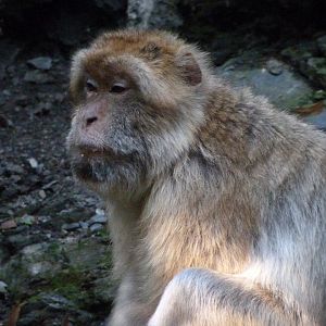 Barbary macaque -Zoo Praha (2025)