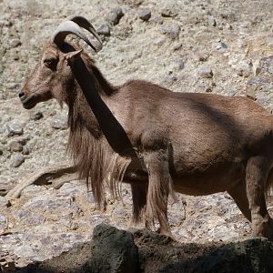 Barbary sheep -Zoo Praha (2025)