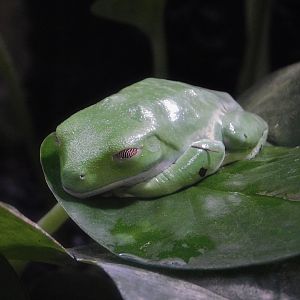 Red-Eyed Tree Frog (Agalychnis callidryas) Kawasui Kawasaki Aquarium August 15, 2025