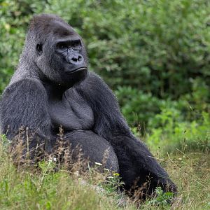 Western Lowland Gorilla (Gorilla gorilla gorilla)