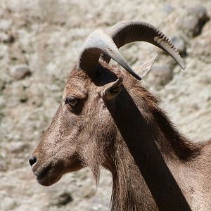 Barbary sheep -Zoo Praha (2025)