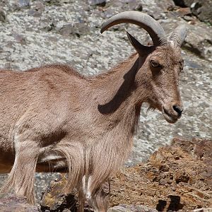 Barbary sheep -Zoo Praha (2025)