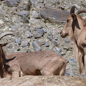 Barbary sheep -Zoo Praha (2025)