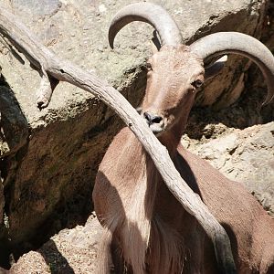 Barbary sheep -Zoo Praha (2025)