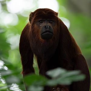 Venezuelan Red Howler Monkey (Alouatta seniculus)