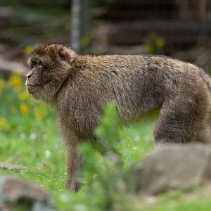 Barbary Macaque (Macaca sylvanus)