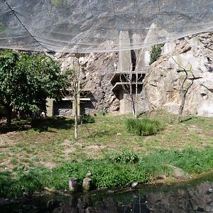 Afro-European cliff walkthrough aviary -Zoo Praha (2025)