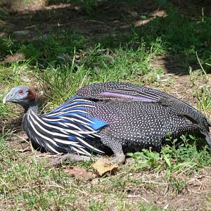 Vulturine guineafowl -Zoo Praha (2025)