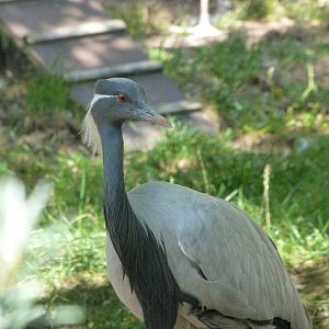 Demoiselle crane -Zoo Praha (2025)