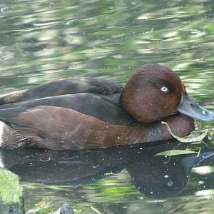 Ferruginous duck -Zoo Praha (2025)